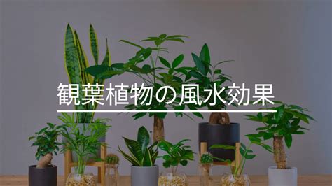 菊 風水|風水の効果が狙える植物を飾る – ワールド・オブ・風。